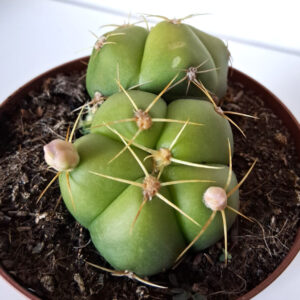 Gymnocalycium horstii