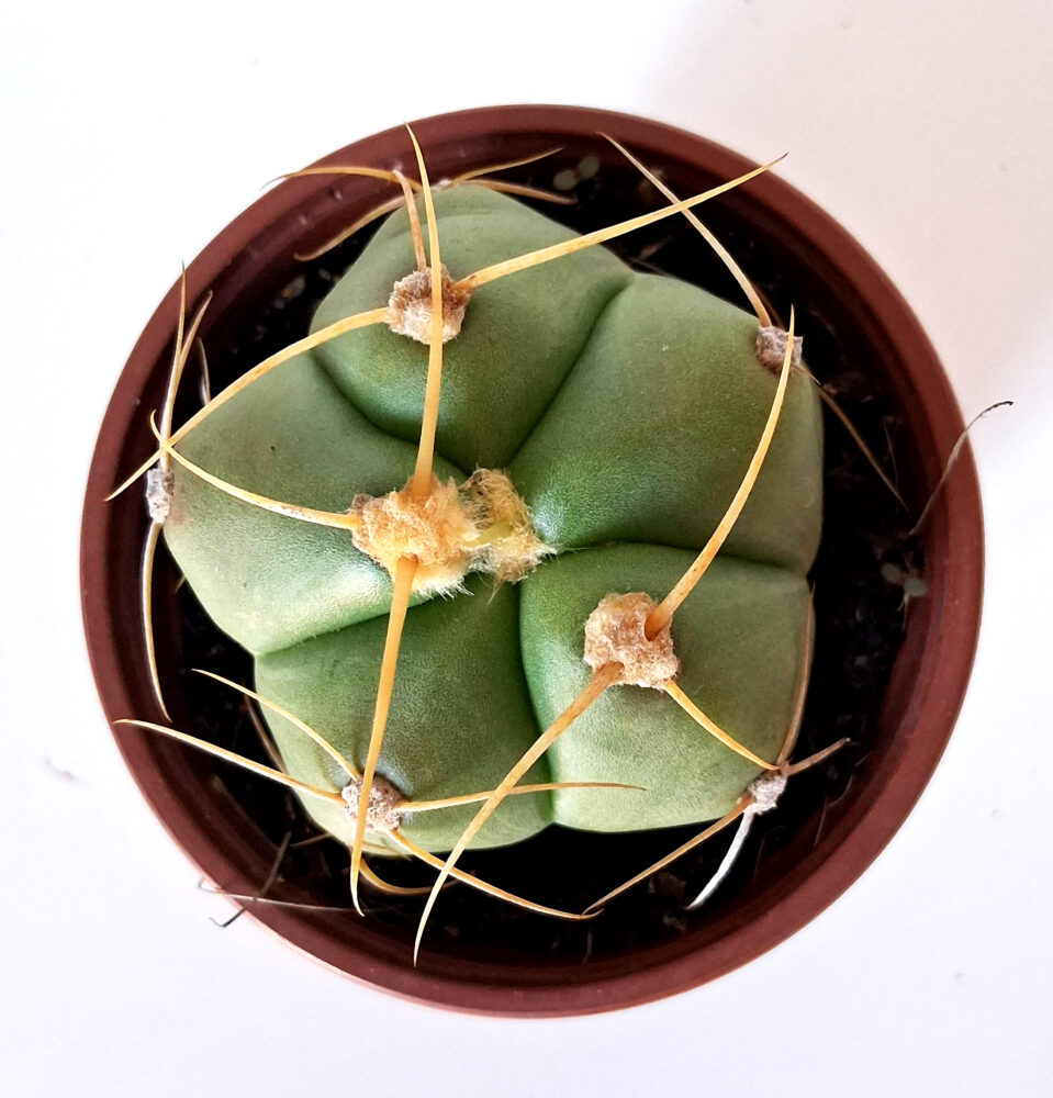 Gymnocalycium horstii - Imagen 4