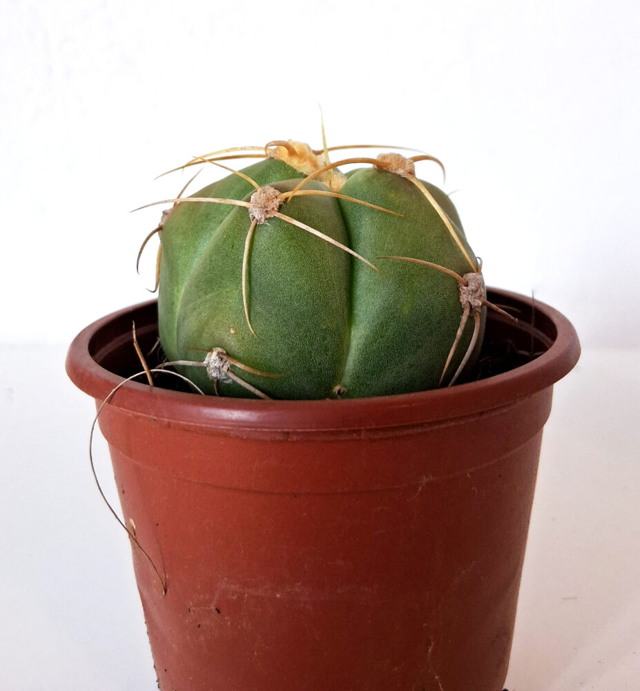 Gymnocalycium horstii - Imagen 5