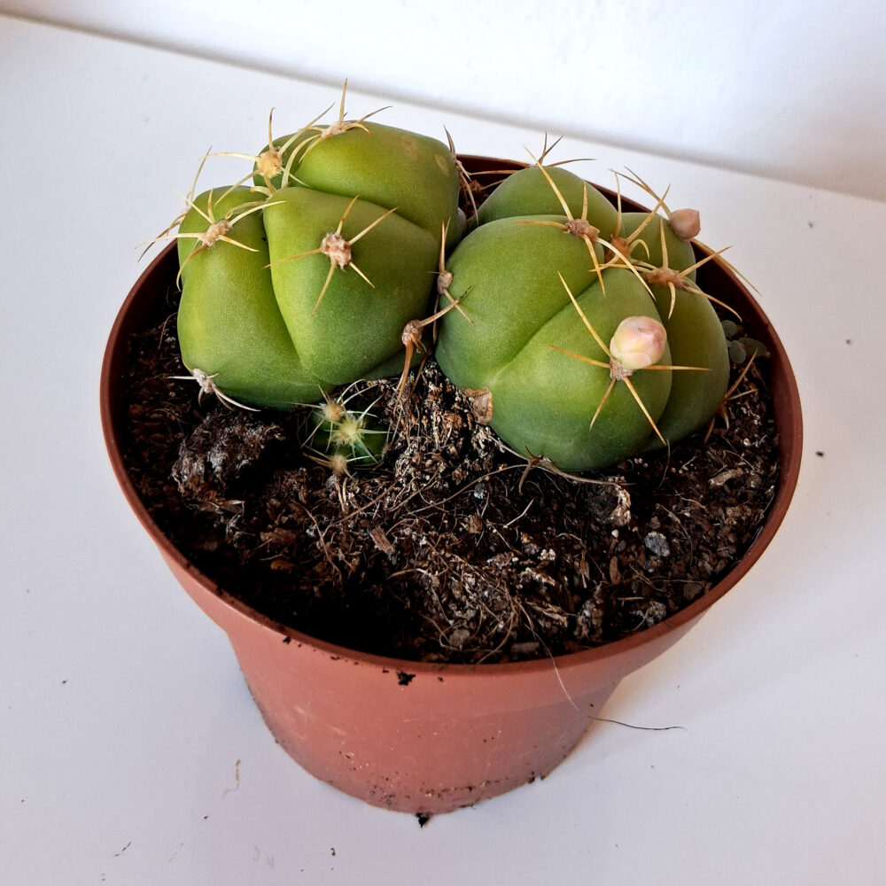 Gymnocalycium horstii - Imagen 3
