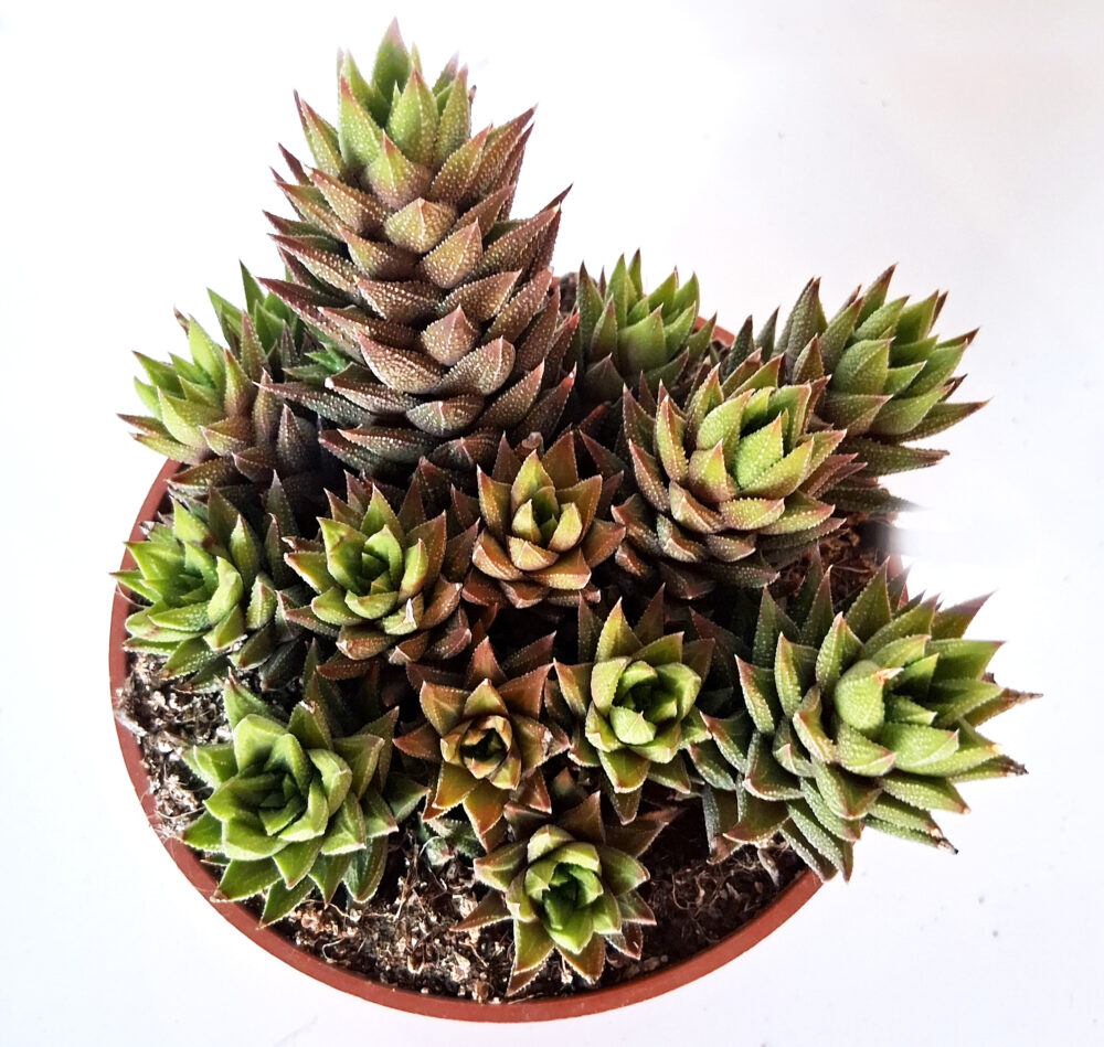 Haworthia reinwardtii - Imagen 3