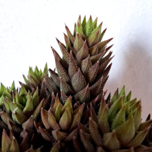 Haworthia reinwardtii