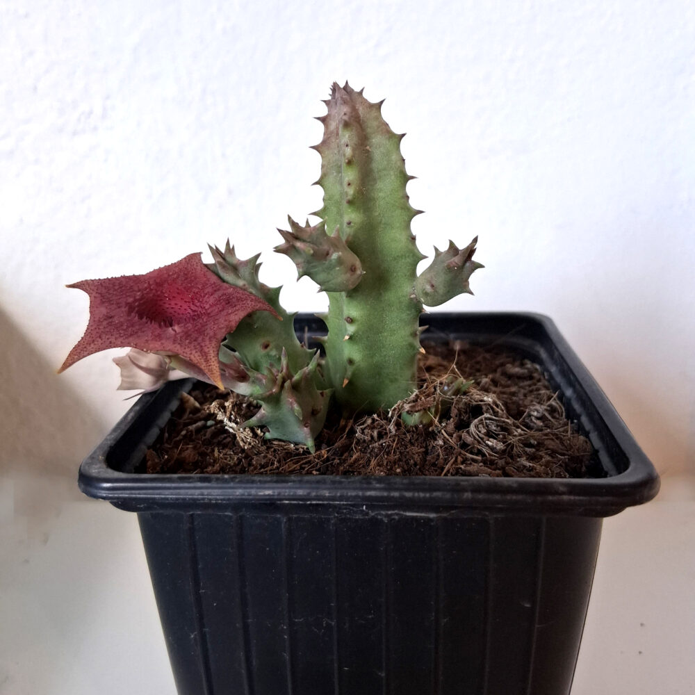 Huernia 'Pink eye' - Imagen 2