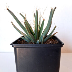 Leuchtenbergia principis