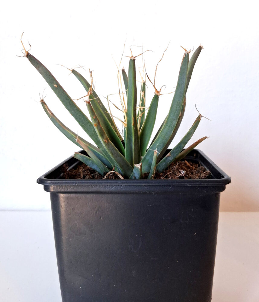 Leuchtenbergia principis