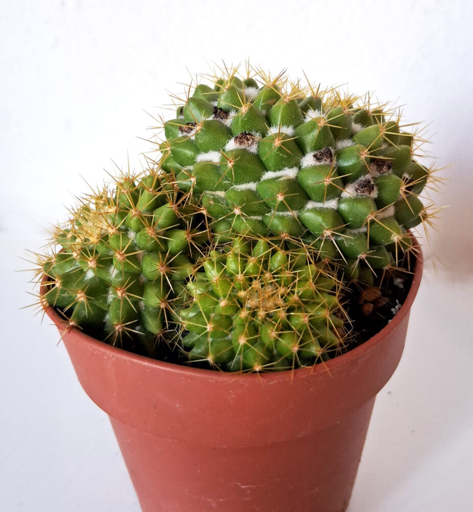 Mammillaria marksiana