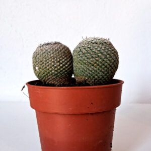 Mammillaria perbella