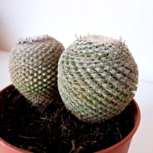 Mammillaria perbella