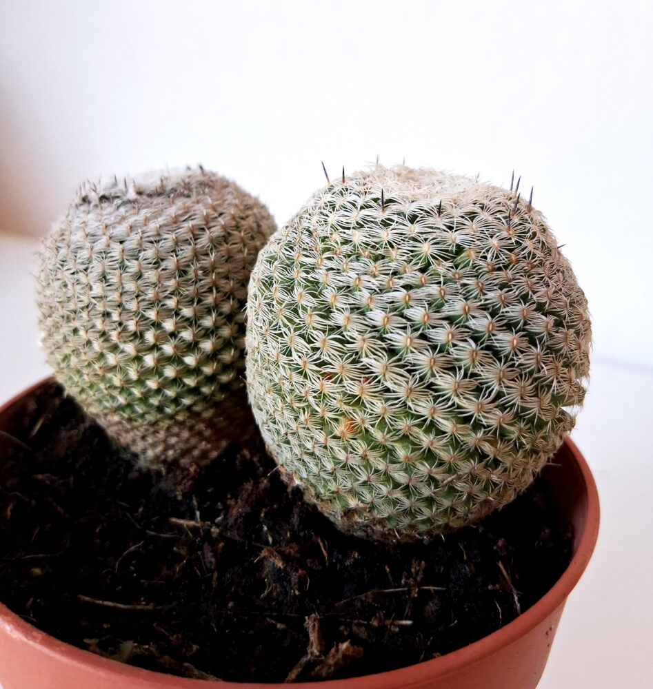 Mammillaria perbella - Imagen 2
