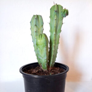 Myrtillocactus geometrizans