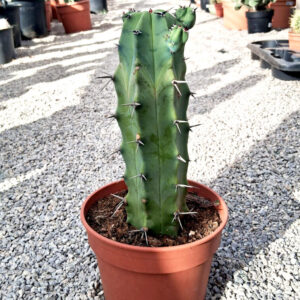 Myrtillocactus geometrizans