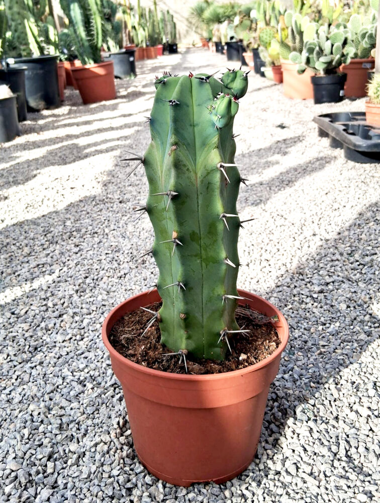 Myrtillocactus geometrizans