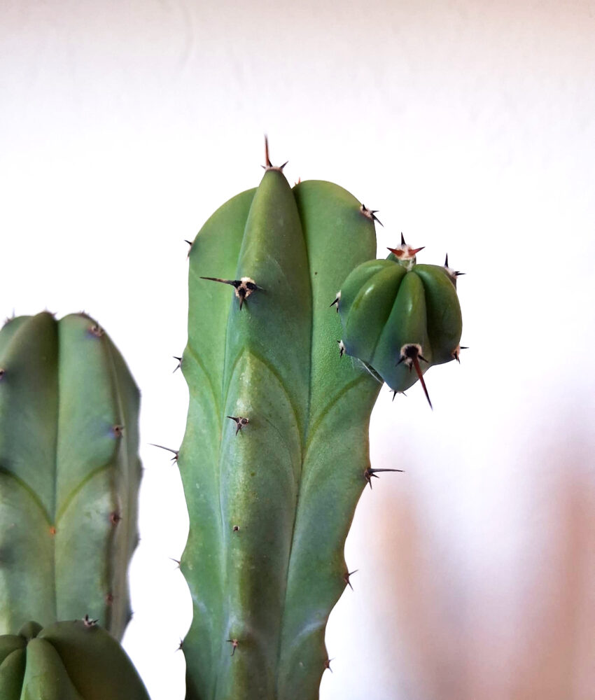 Myrtillocactus geometrizans - Imagen 3