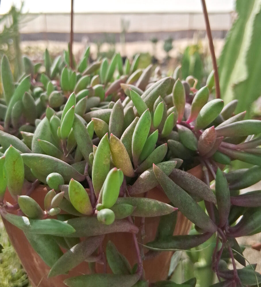 Othonna capensis - Imagen 2