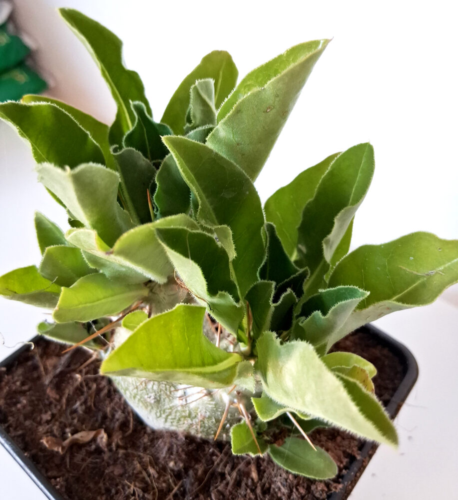 Pachypodium saundersii - Imagen 3