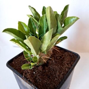 Pachypodium saundersii