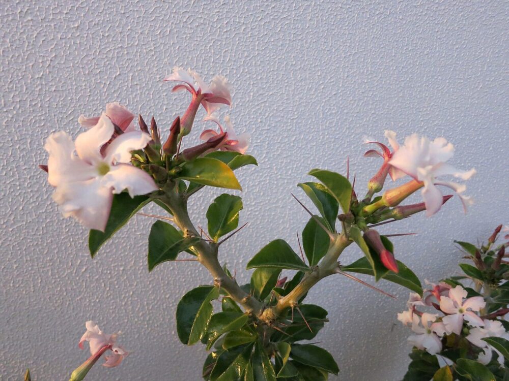 Pachypodium saundersii - Imagen 4