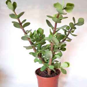 Portulacaria afra macorphylla