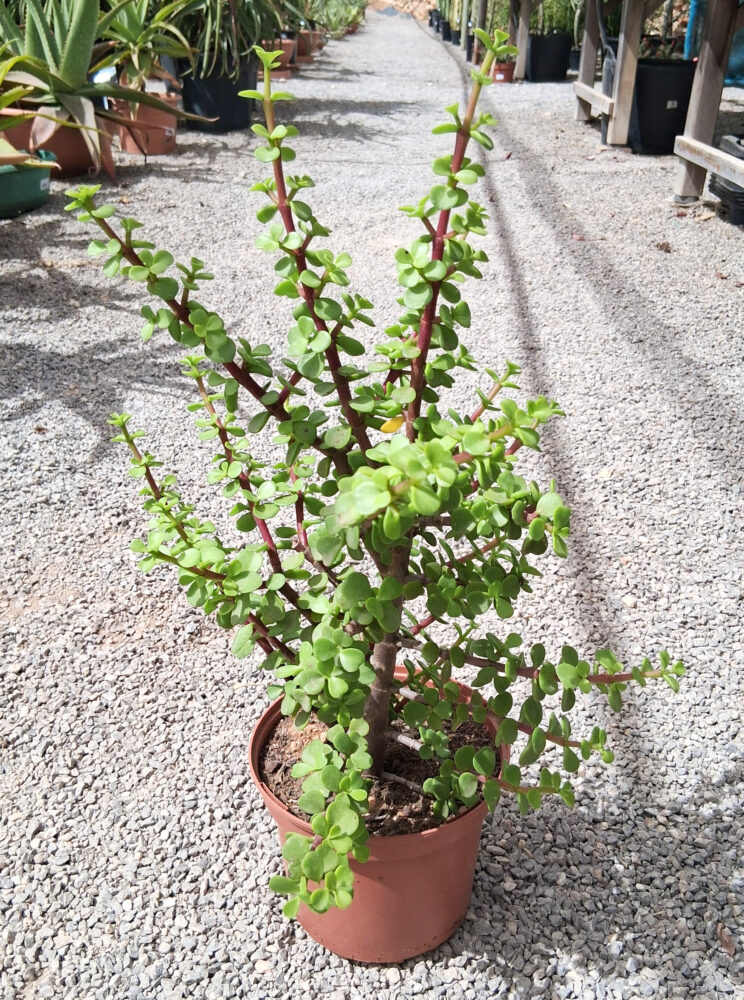 Portulacaria afra - Imagen 4