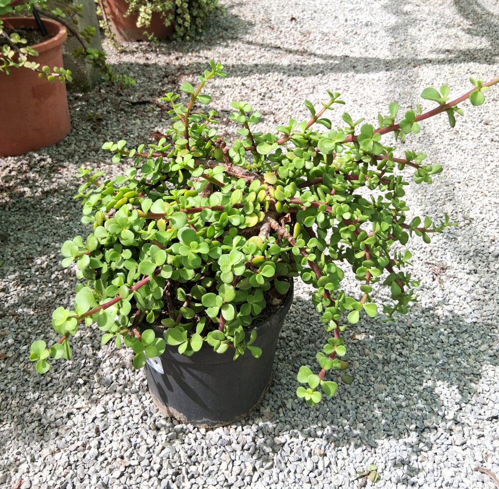 Portulacaria afra - Imagen 5