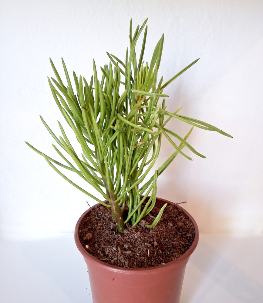 Senecio barbetonicus