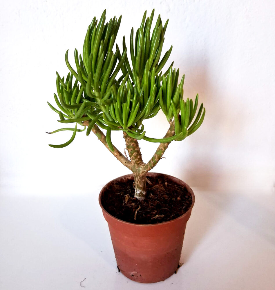 Senecio barbetonicus - Imagen 2