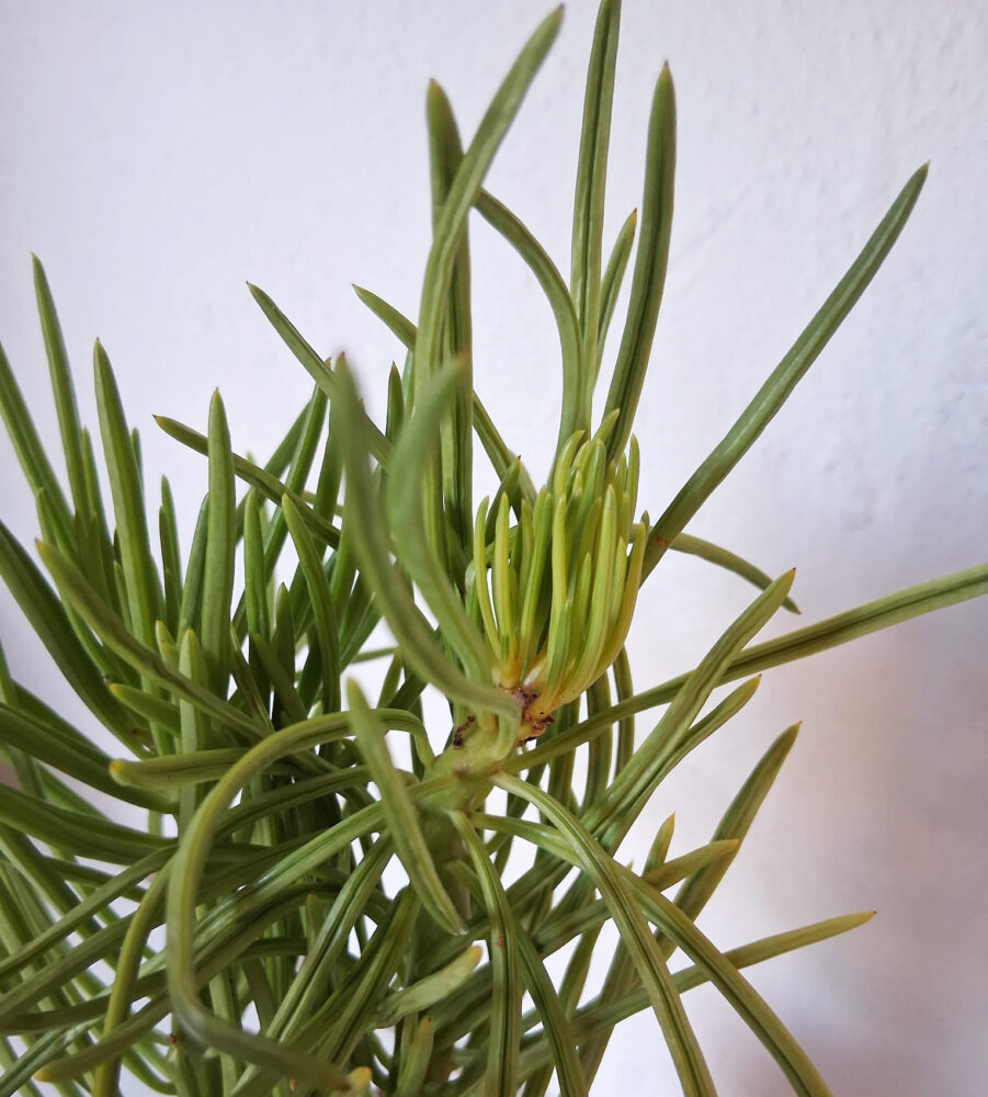 Senecio barbetonicus - Imagen 3