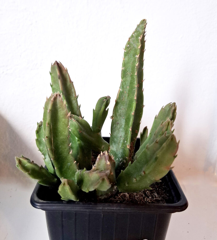 Stapelia hirsuta - Imagen 2