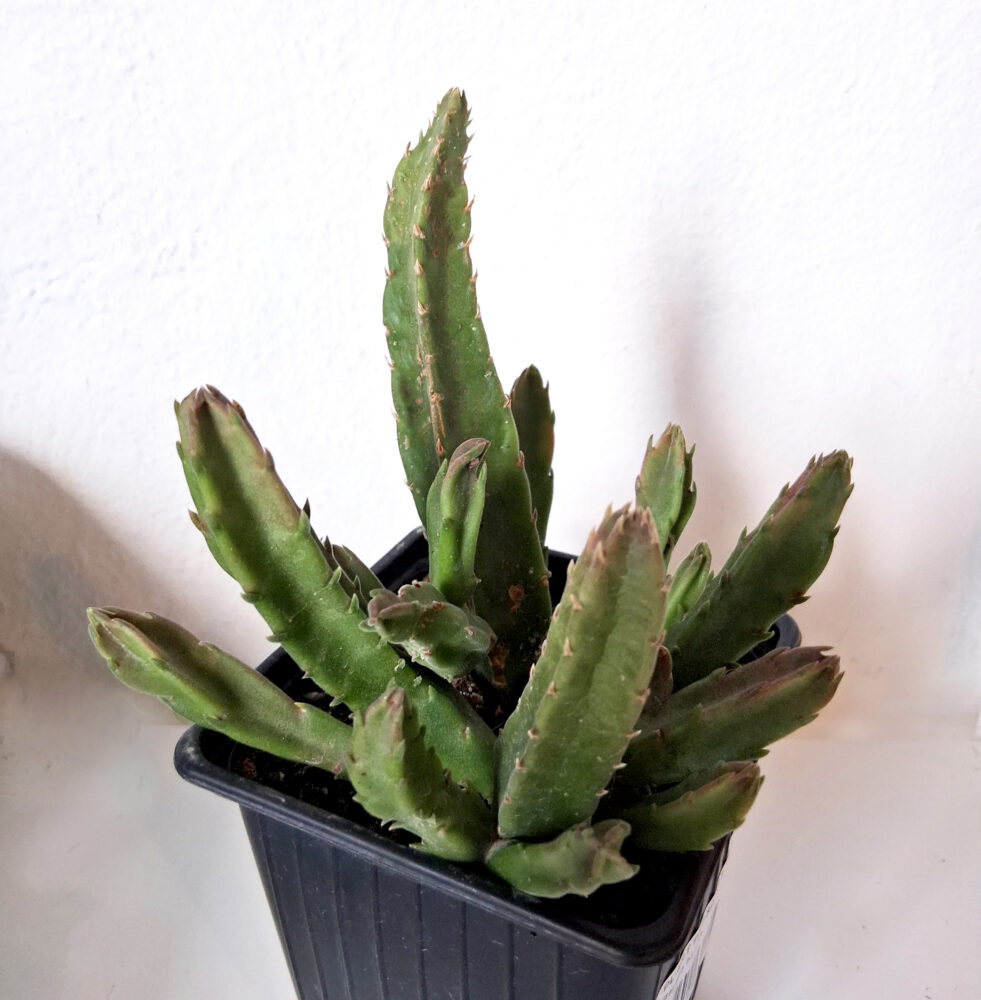 Stapelia hirsuta - Imagen 3