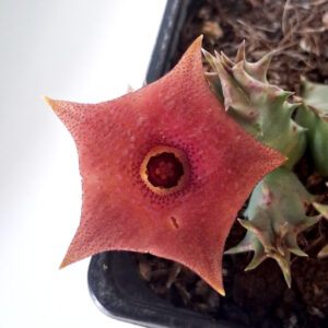 Huernia 'Pink eye'