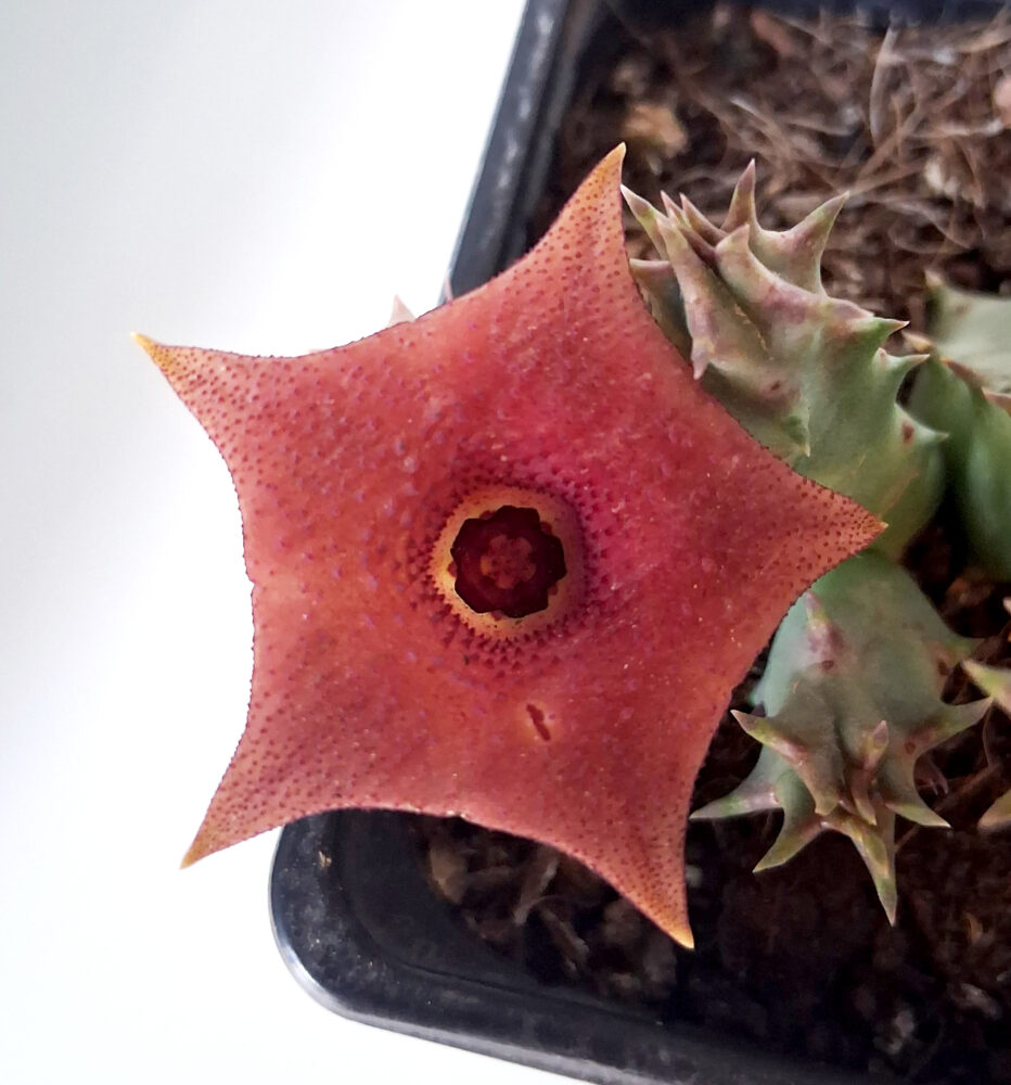 Huernia 'Pink eye'