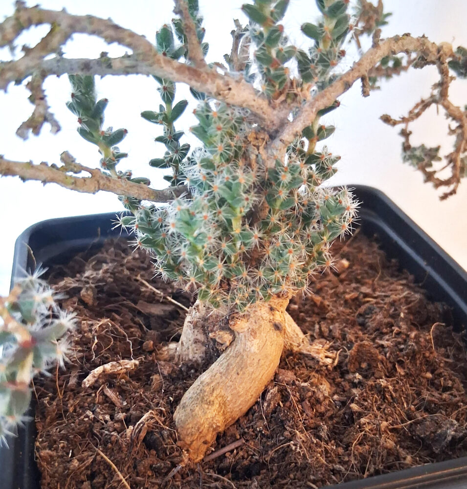 Trichodiadema bulbosum - Imagen 3