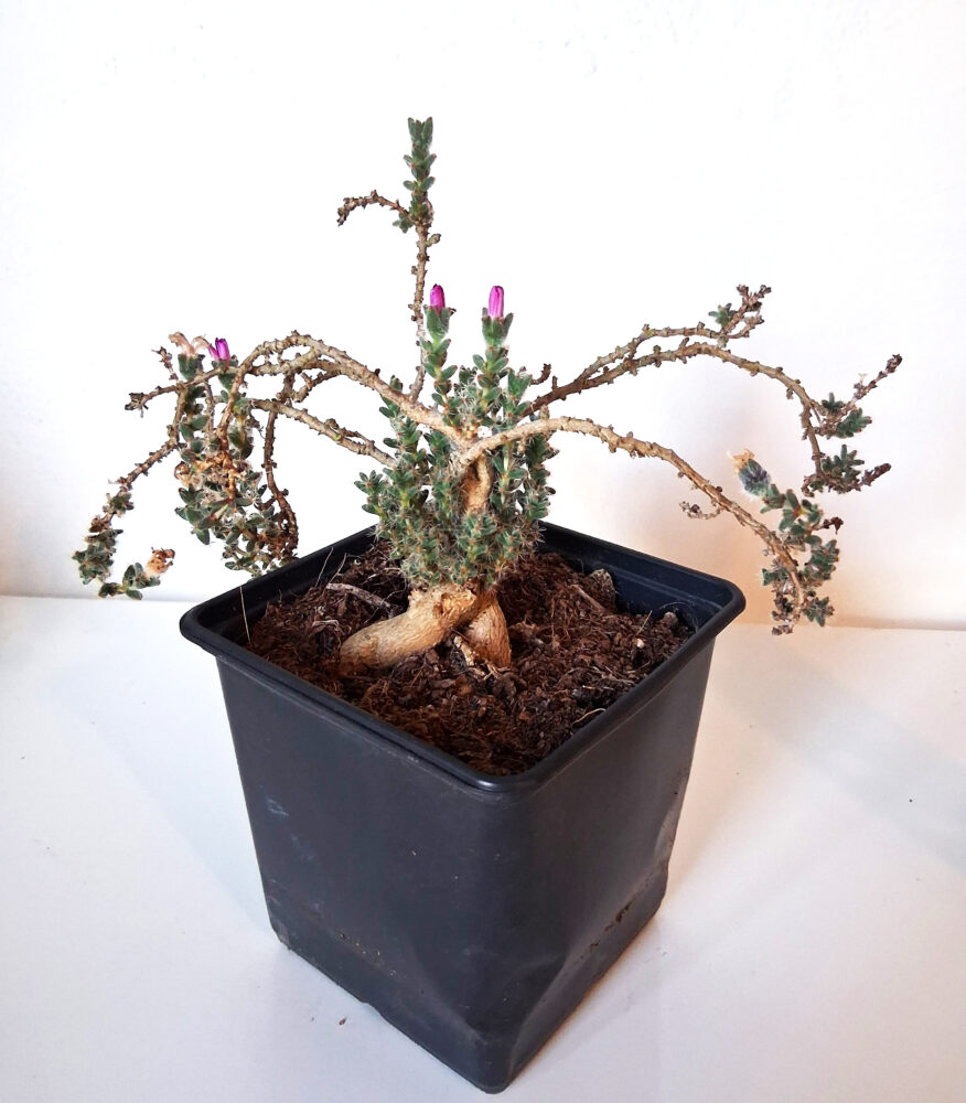 Trichodiadema bulbosum