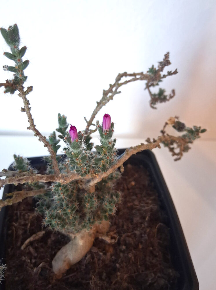 Trichodiadema bulbosum - Imagen 2