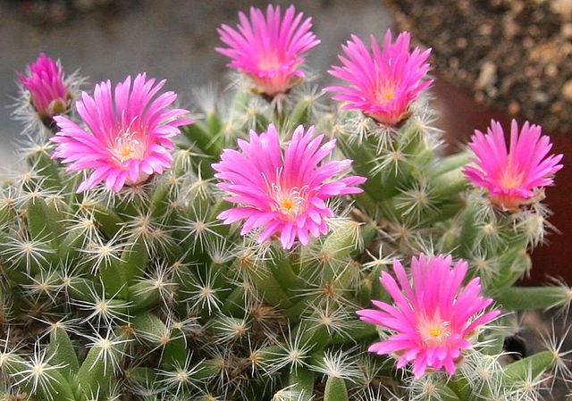 Trichodiadema bulbosum - Imagen 4