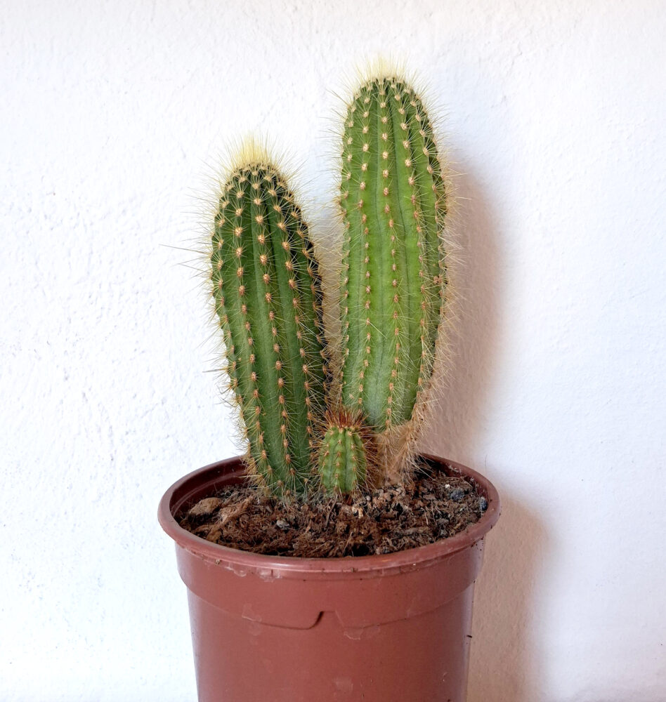 Vatricania guentheri