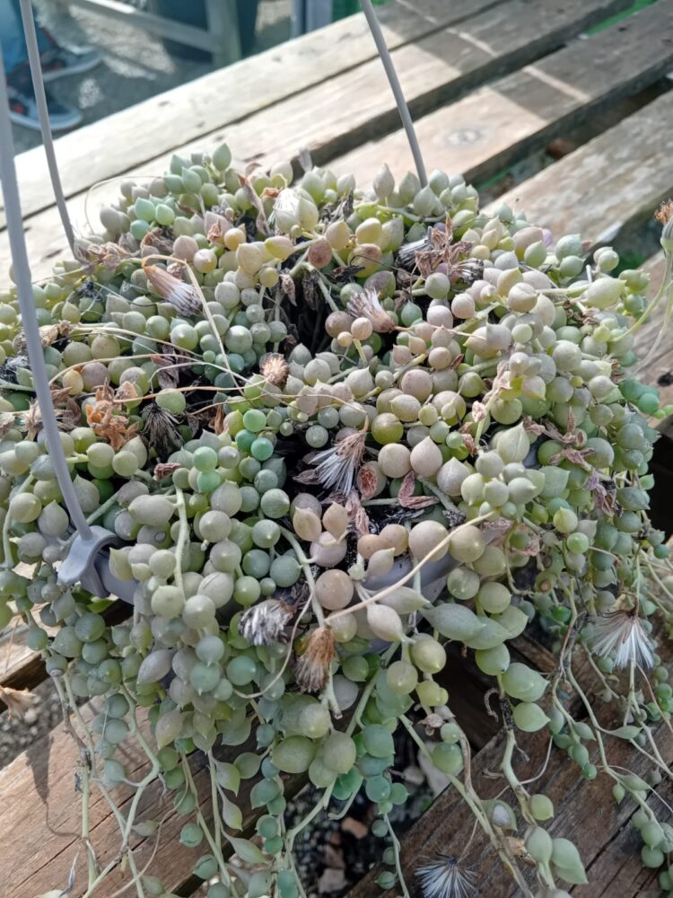 Senecio rowleyanus - Imagen 3