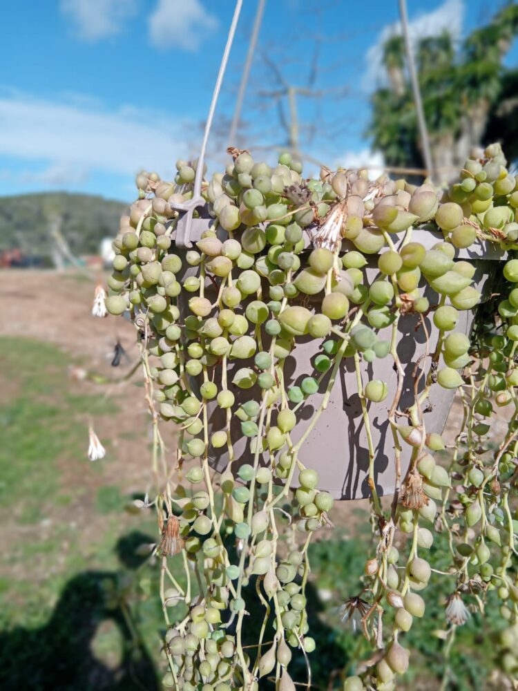 Senecio rowleyanus - Imagen 2