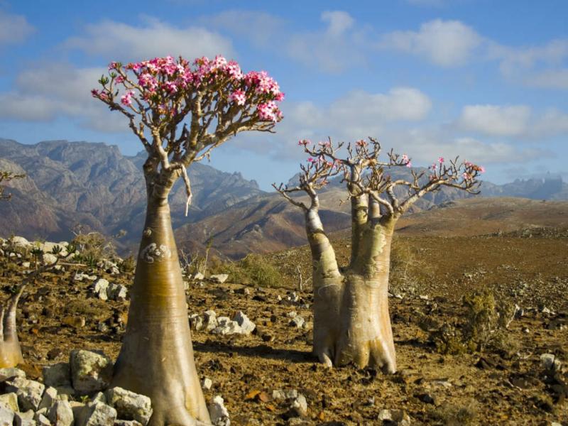 Adenium obesum - Imagen 4