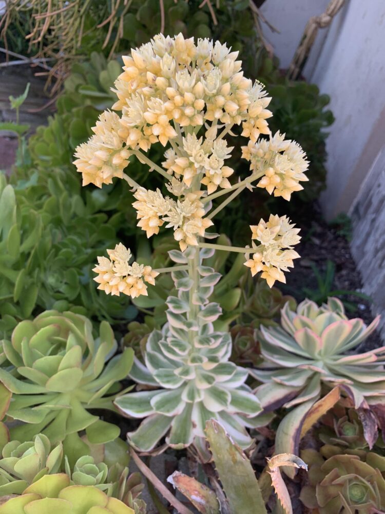 Aeonium cv. Starburst - Imagen 5