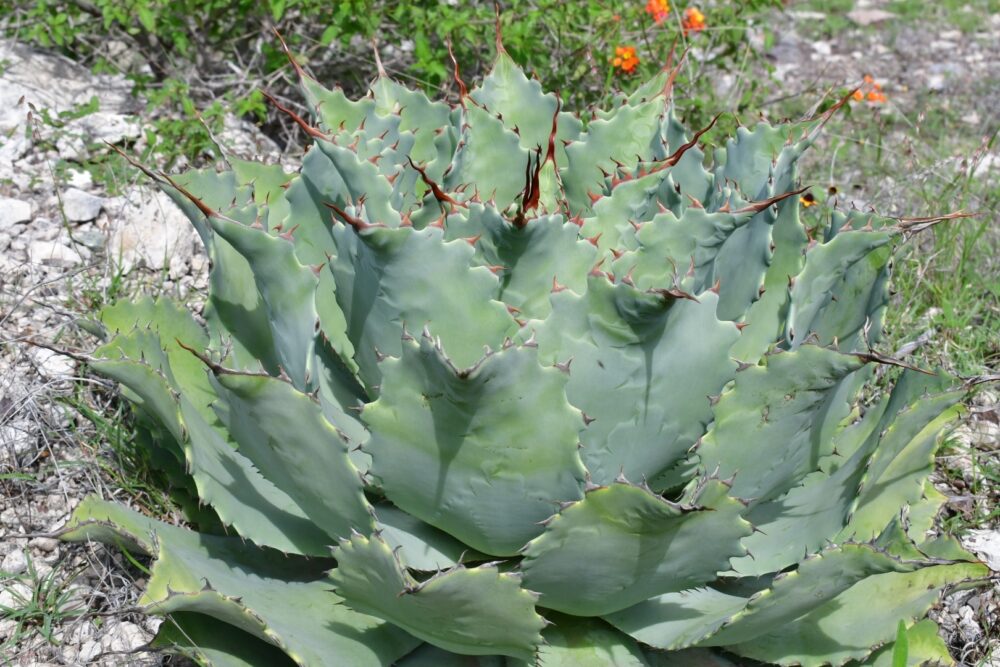 Agave potatorum - Imagen 4