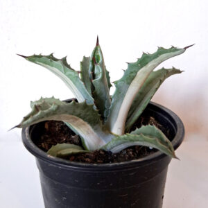 Agave spectabilis mediopicta alba