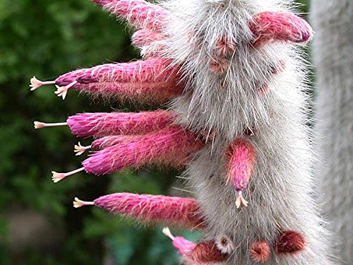 Cleistocactus strausiii - Imagen 3