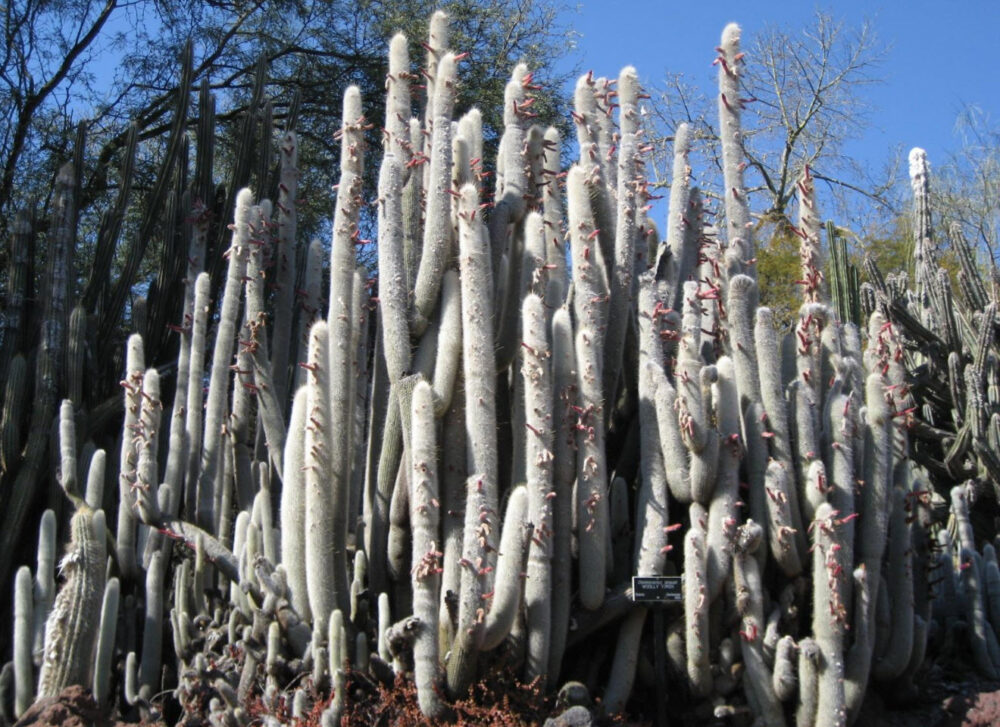 Cleistocactus strausiii - Imagen 4