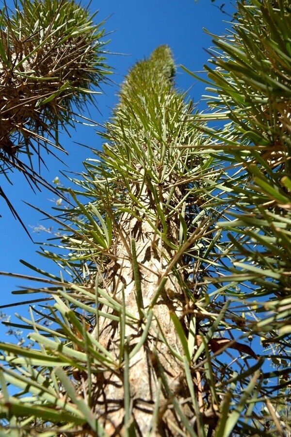 Didierea madagascarensis - Imagen 4