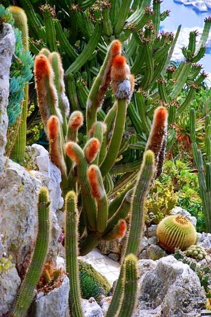 Vatricania guentheri - Imagen 4