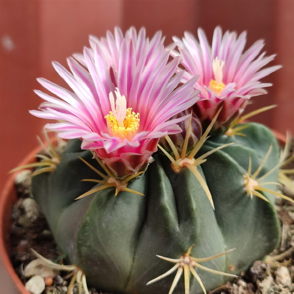 Ferocactus macrodiscus - Imagen 4