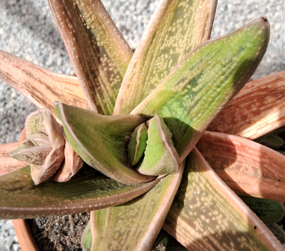 Gasteria 'Little warty' - Imagen 2