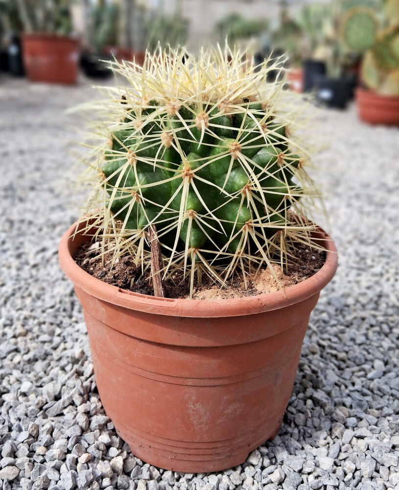 Echinocactus grusonii - Imagen 6