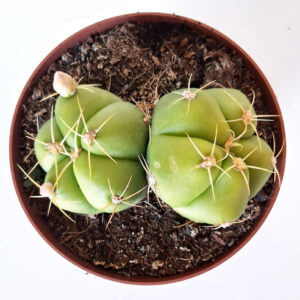 Gymnocalycium horstii